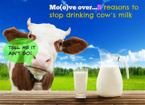 Why cows don t drink milk?