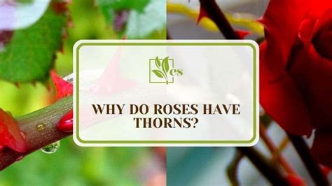 Why did God put thorns on roses?