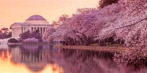 Why did Japan gift cherry blossoms?