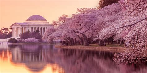 Why did Japan give cherry blossoms?