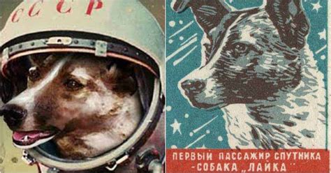 Why did Russia send a dog to space?