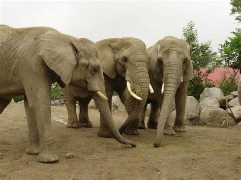 Why did Toronto Zoo get rid of elephants?