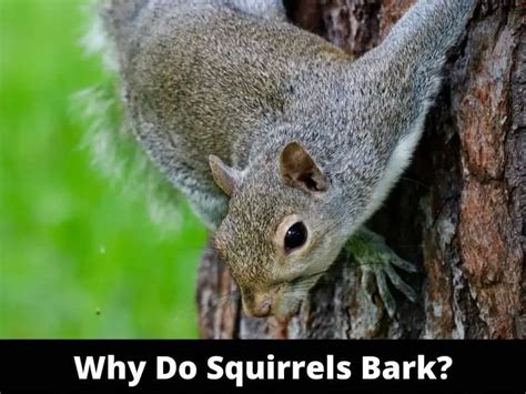 Why did a squirrel bark at me?
