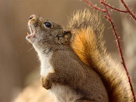 Why did a squirrel scream at me?