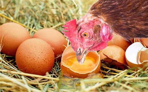 Why did chickens eat their own eggs?