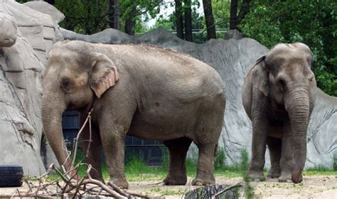 Why did elephants leave Detroit Zoo?