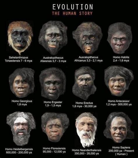 Why did humans evolve to have beards?