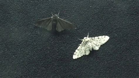 Why did moths originally become black?