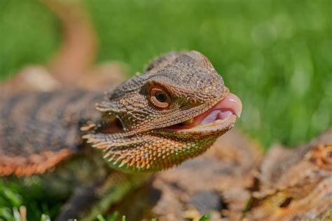Why did my bearded dragon lick me?