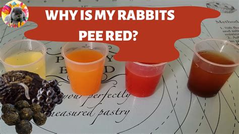Why did my bunny pee on me?