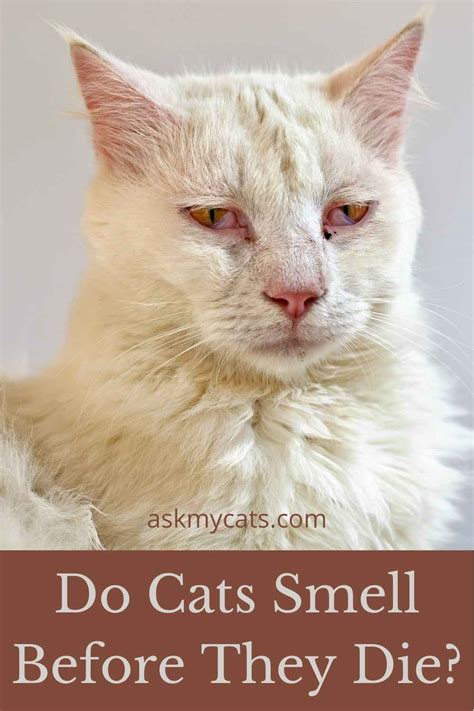 Why did my cat smell before he died?