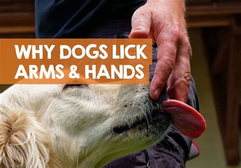 Why did my dog lick my arms?