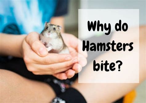 Why did my hamster bite me?