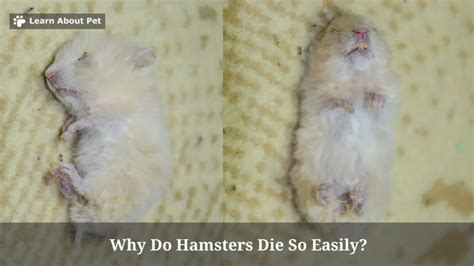 Why did my hamster died after 2 days?