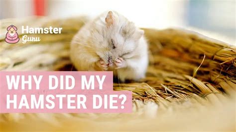 Why did my hamster died after 2 days?