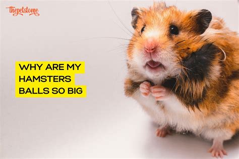 Why did my hamster get so fat?