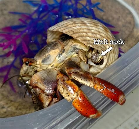 Why did my hermit crab died after molting?