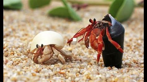 Why did my hermit crab eat the other one?