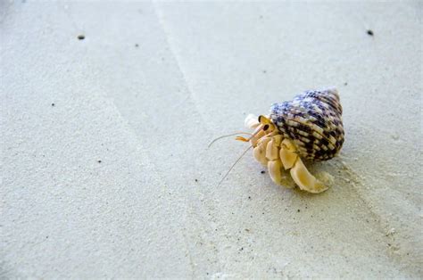 Why did my hermit crab leave his shell to die?
