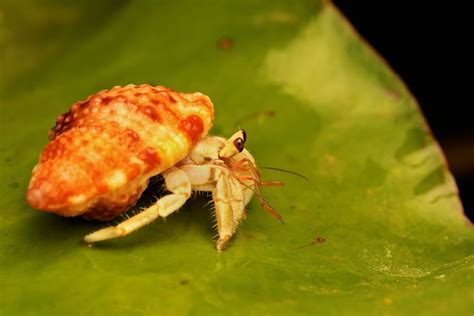 Why did my hermit crab lost a claw?