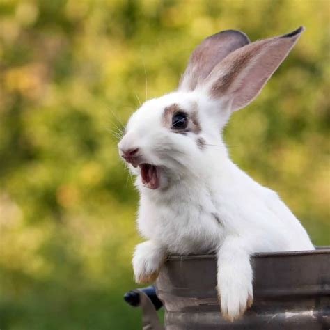 Why did my rabbit scream before he died?
