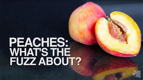 Why did peaches evolve fuzz?