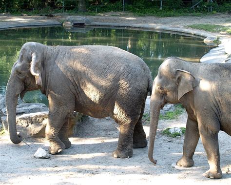 Why did the Bronx Zoo get rid of elephants?