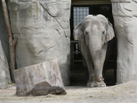 Why did the Detroit zoo get rid of the elephants?