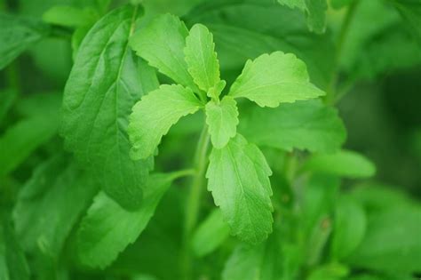 Why did the UK ban stevia?