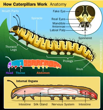 Why did the caterpillar get a stomach?