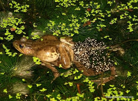 Why did the frog lay eggs in the pond?