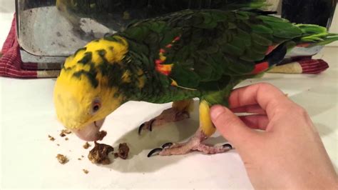 Why do Amazon parrots growl?