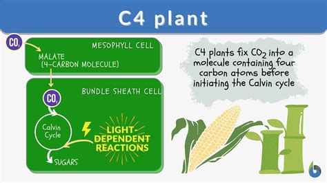 Why do C4 plants exist?