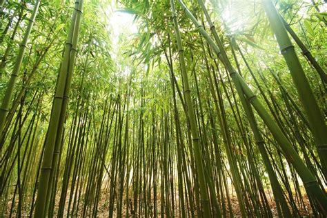 Why do Chinese love bamboo?