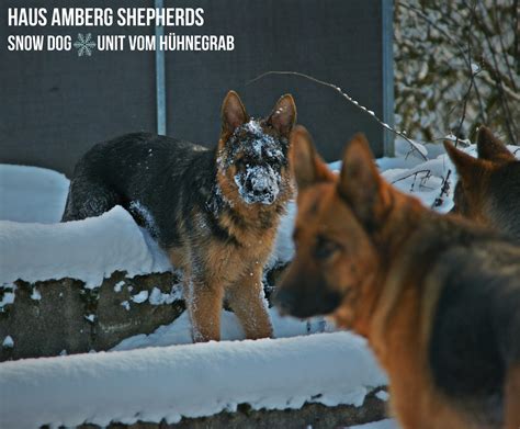 Why do German Shepherds love the cold?