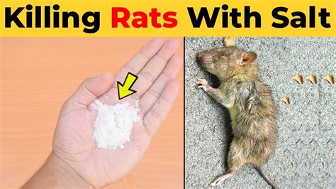 Why do I feel bad for killing a rat?