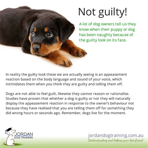 Why do I feel guilty for putting my dog down?
