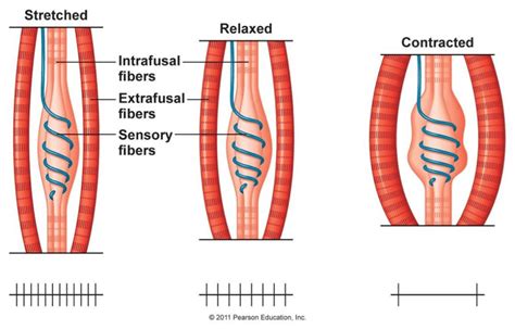 Why do I feel so good after stretching?