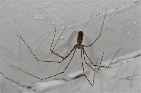 Why do I have daddy long legs in my bedroom?