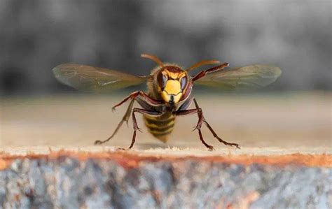 Why do I have so many wasps around my house?