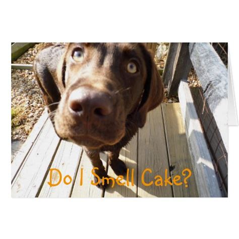 Why do I keep smelling chocolate cake?