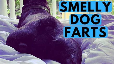 Why do I smell farty?
