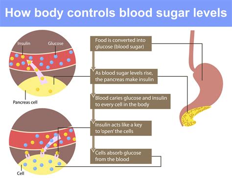 Why do I want to eat when my blood sugar is high?