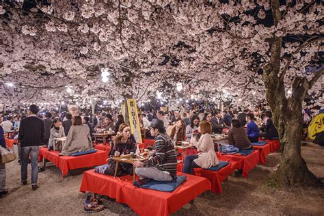 Why do Japanese love Sakura?