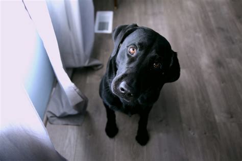 Why do Labradors stare?