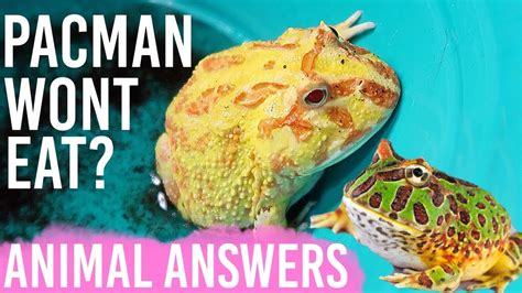 Why do Pacman frogs stop eating?