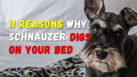 Why do Schnauzers dig on my bed?