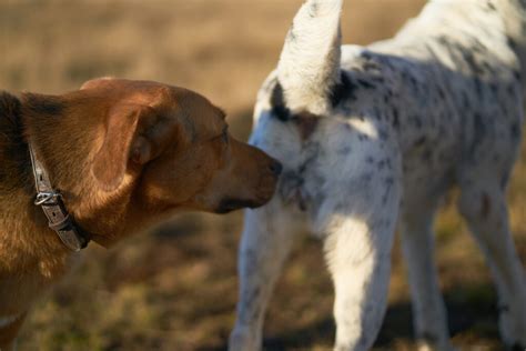 Why do animals sniff privates?