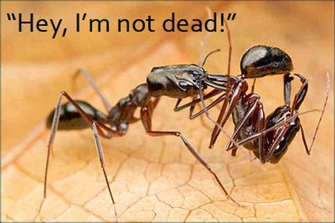 Why do ants carry dead ants?