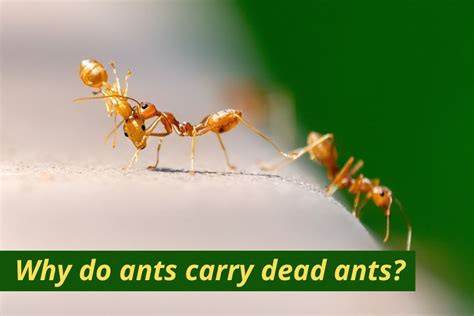 Why do ants carry dead ants?